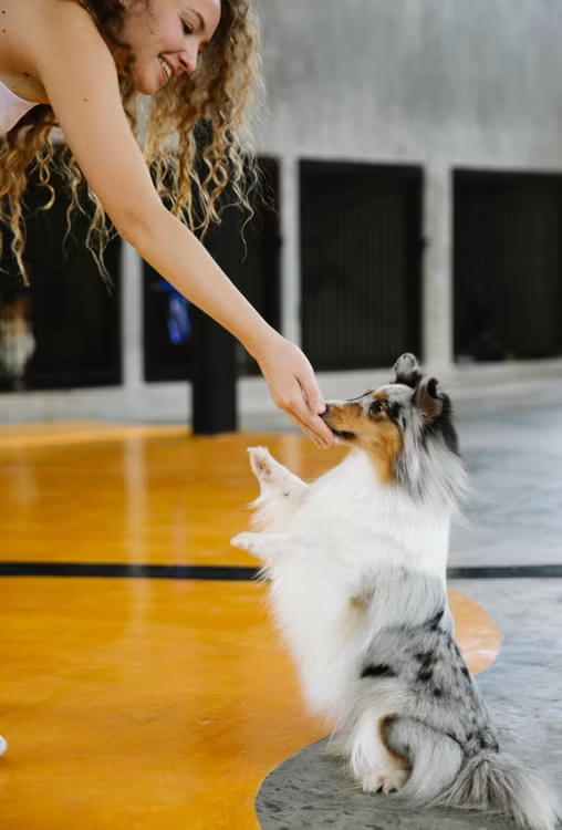 Trainer working with a dog during assessment